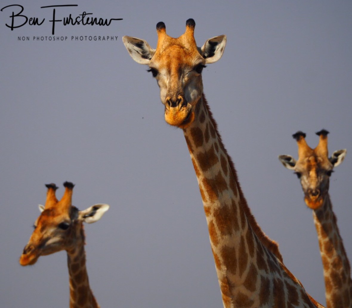 Ready? Let’s start, Moremi National Park, Botswana 