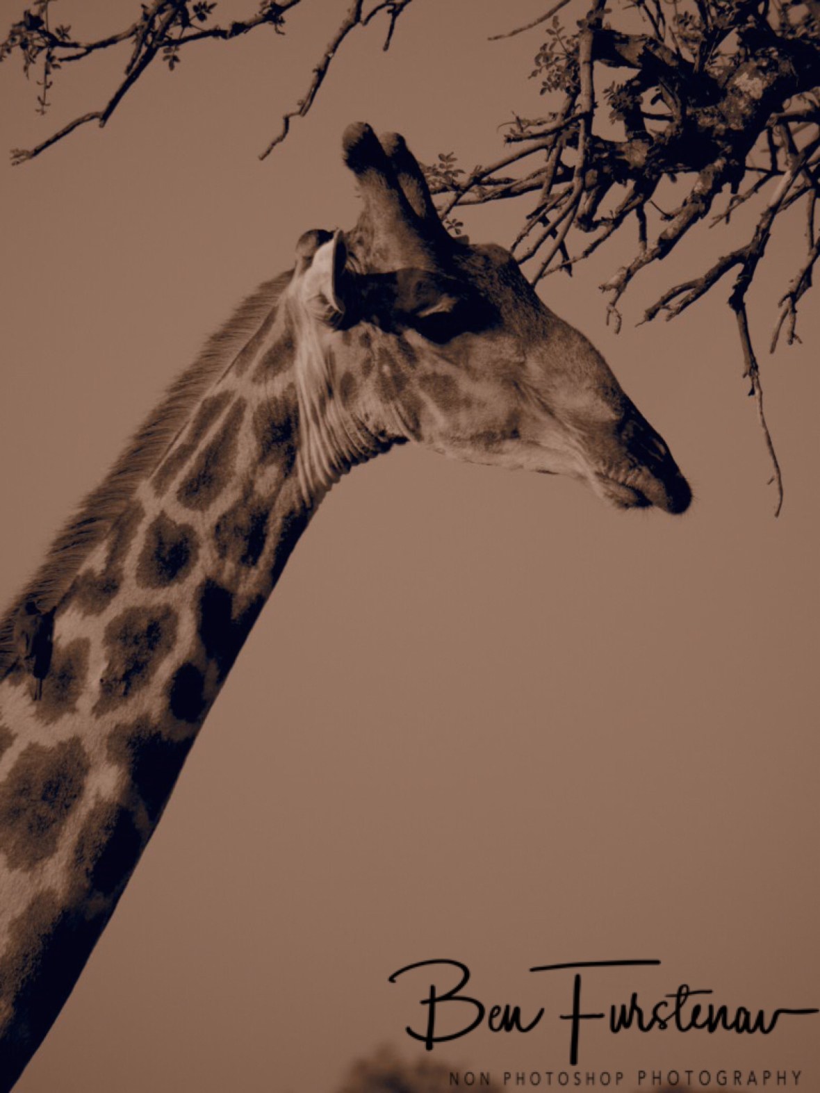 Ears down, relaxed mode, Moremi National Park, Botswana