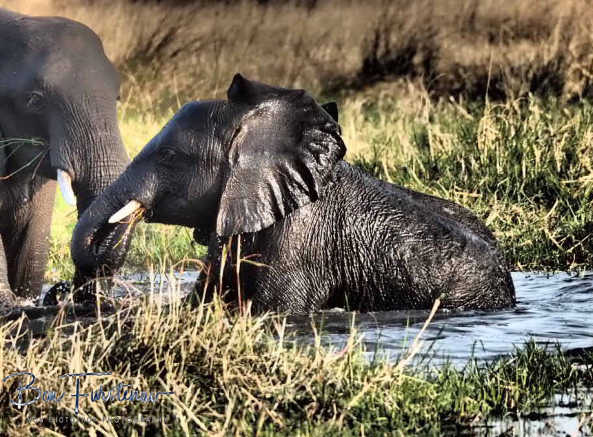 Please take a seat whilst eating, Moremi National Park, Botswana