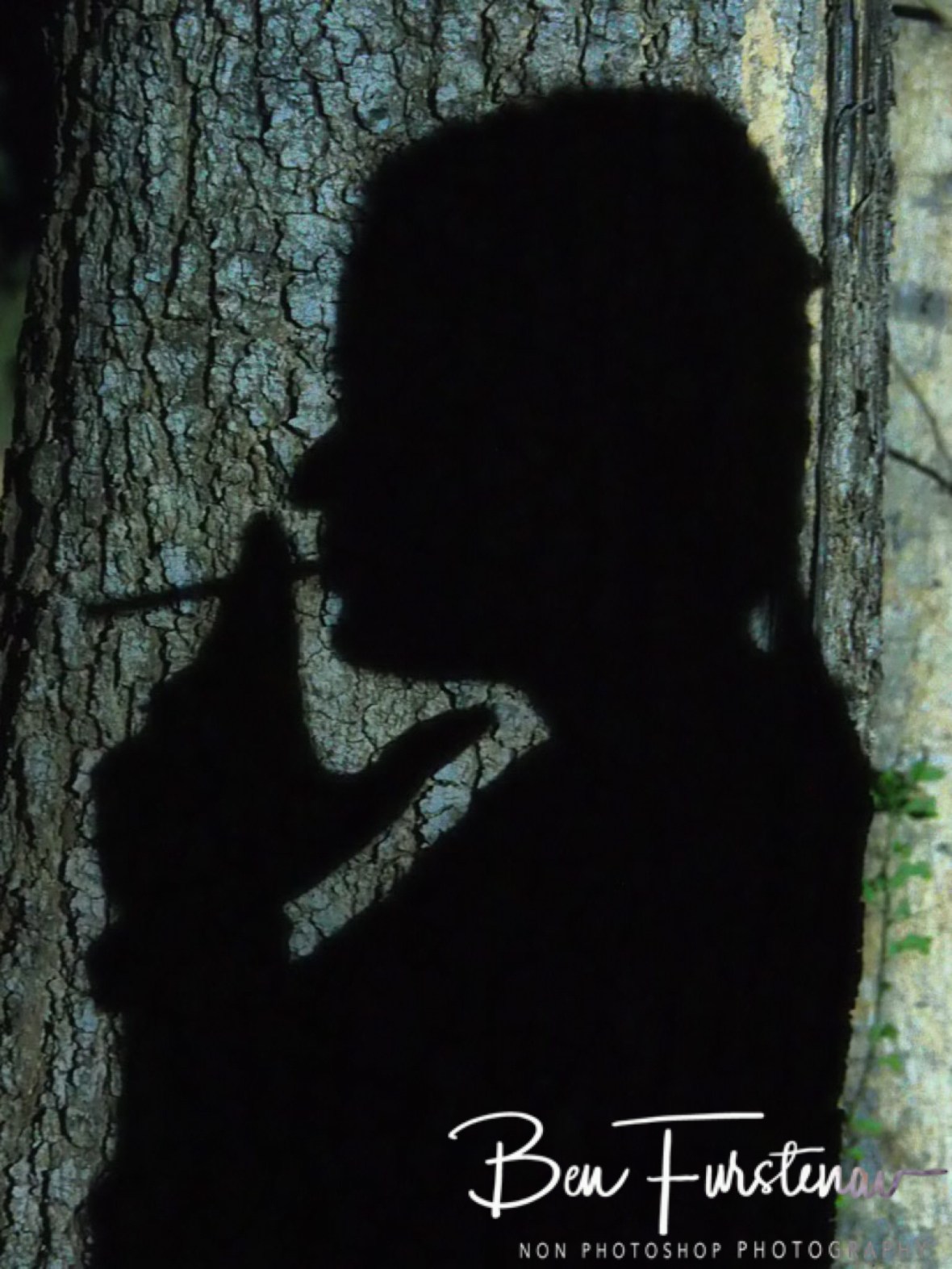 Jasmine’s ghostly shadow, Livingstone, Zambia 