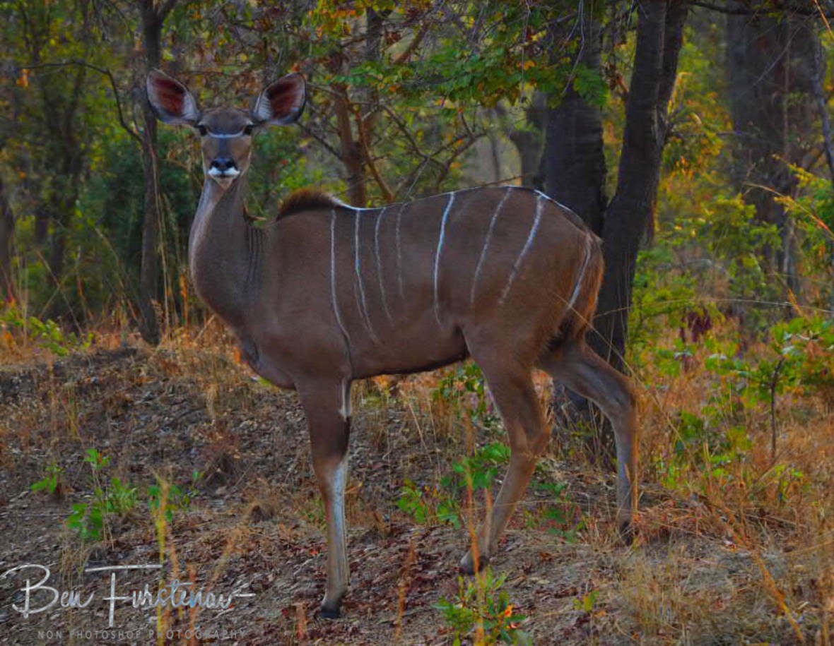 Stunned Kudu female, Kafue National Park, Zambia 