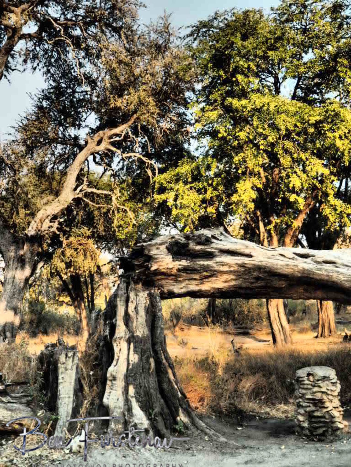Elephant power, Chobe National Park, Okavango Delta, Botswana 