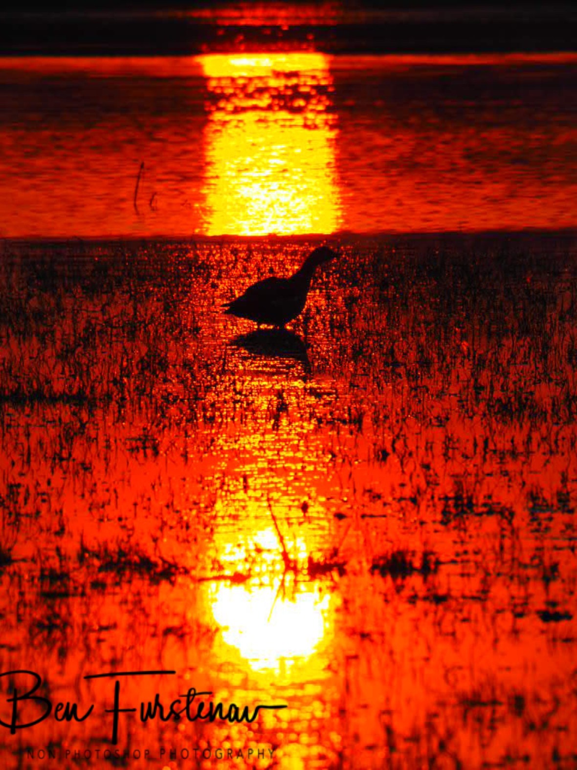 Nature’s spotlight, Moremi National Park, Okavango Delta, Botswana 