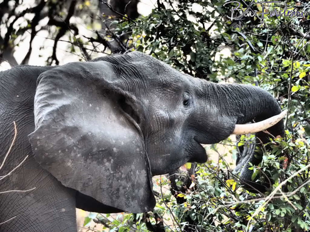 Careless lunch, Chobe National Park, Okavango Delta, Botswana 