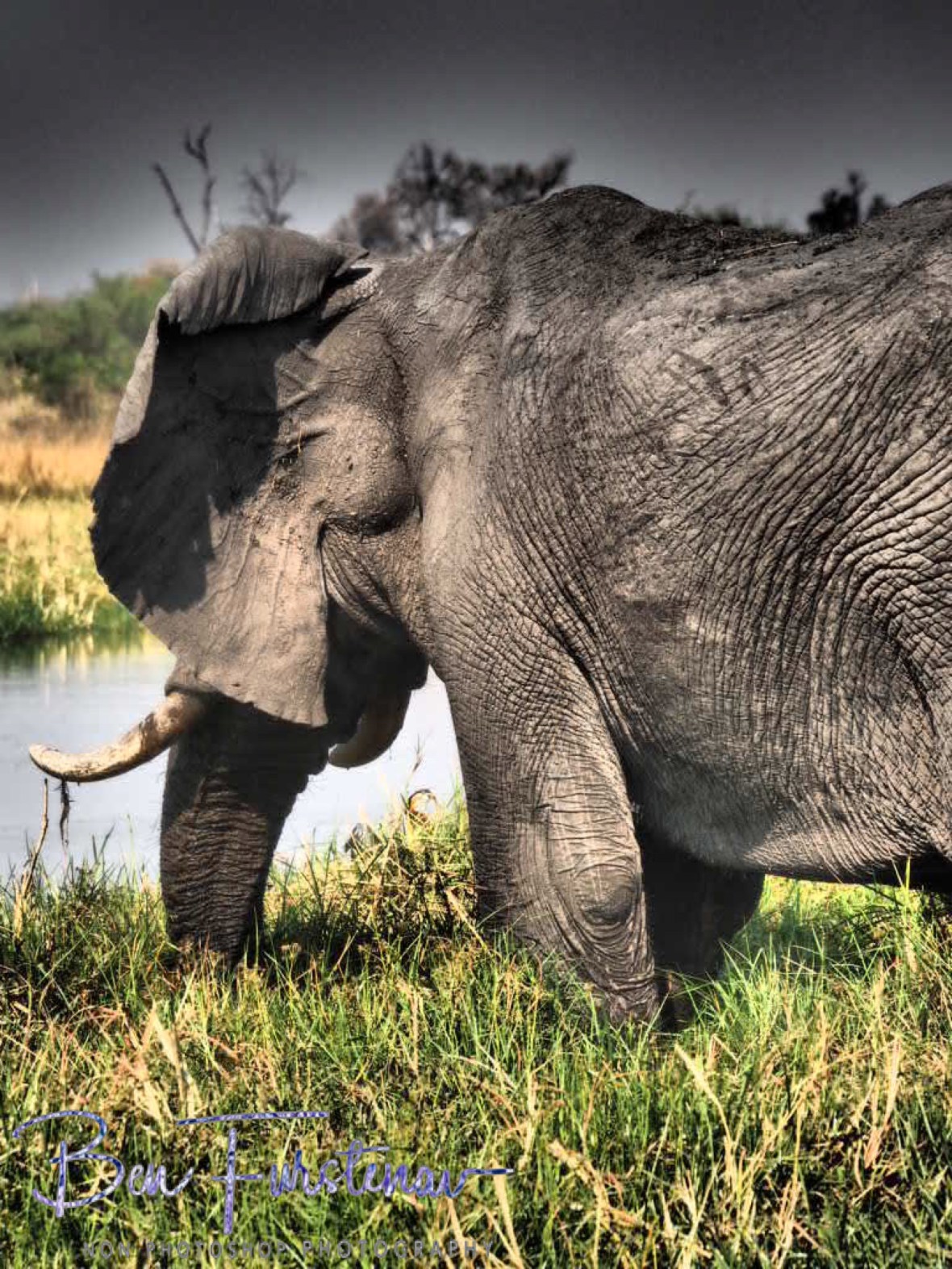 Setting sails, Moremi National Park, Botswana