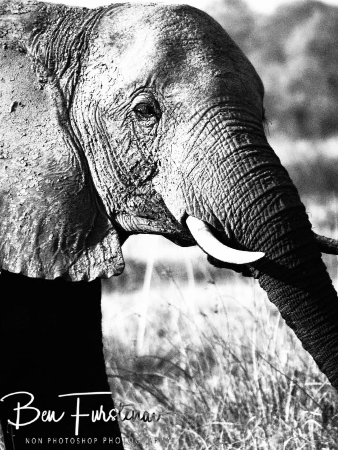 Definitely a huggable face, Moremi National Park, Botswana