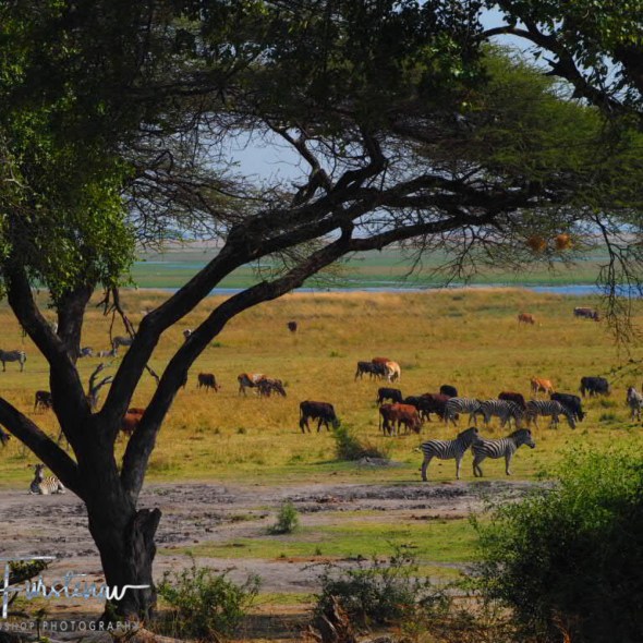 Domestic and wild grazers, Chobe National Park, Okavango Delta, Botswana