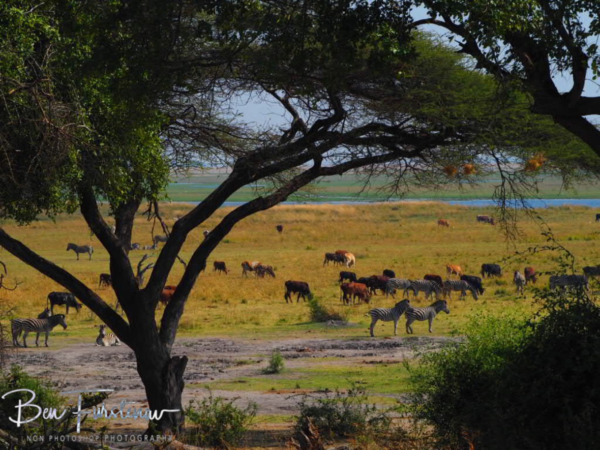 Domestic and wild grazers, Chobe National Park, Okavango Delta, Botswana 