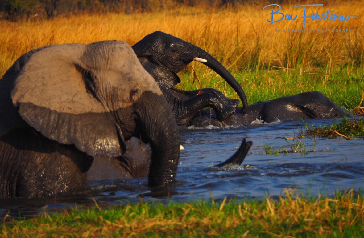 Literally wet and wild at Moremi National Park, Botswana
