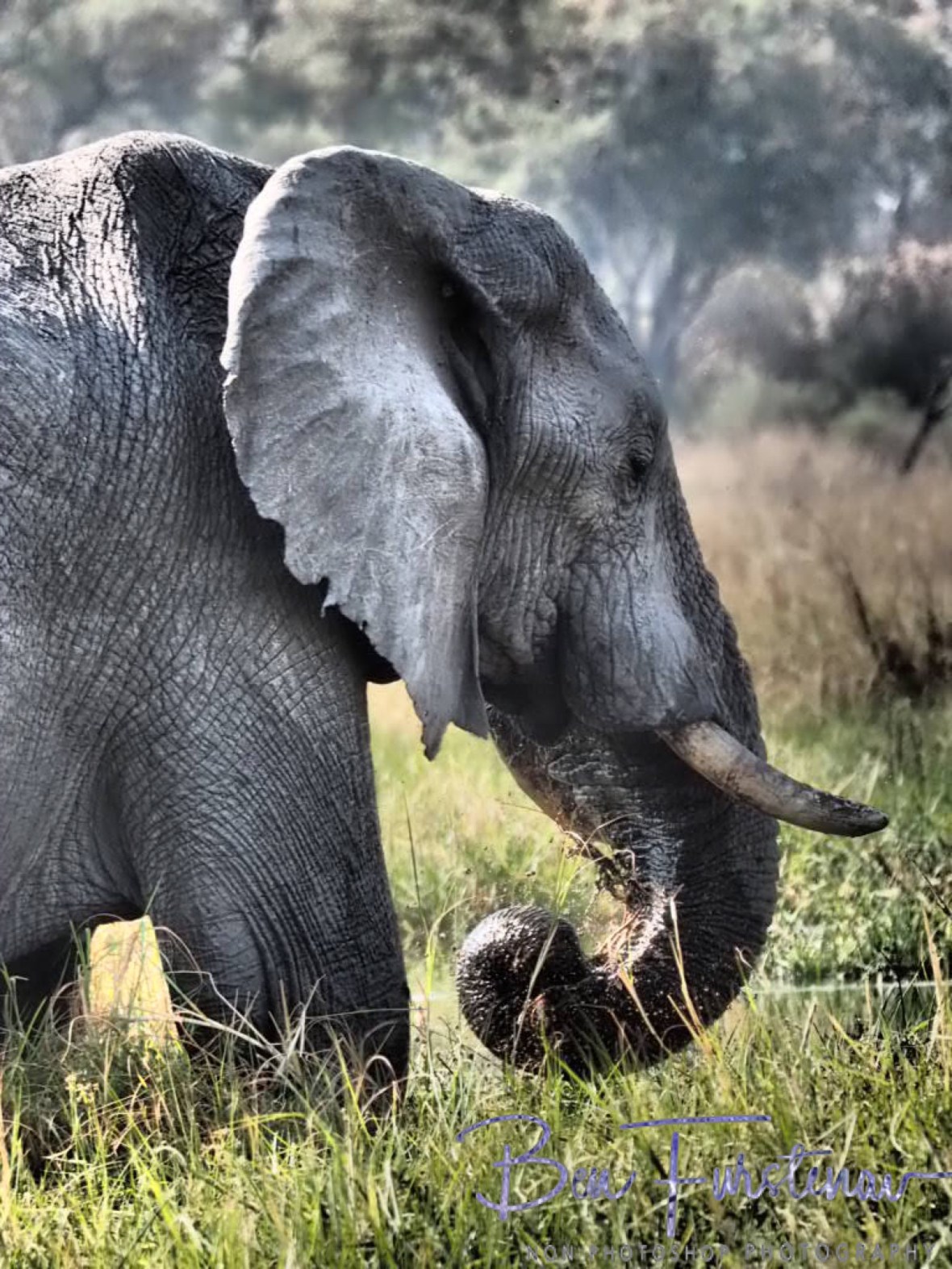 Impressive trunk size, Moremi National Park, Botswana