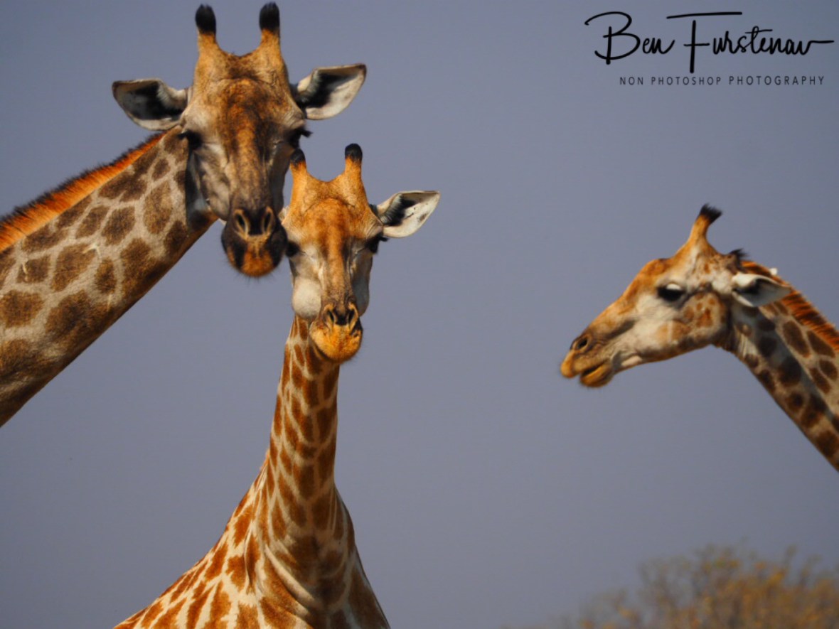 Reshuffle, Moremi National Park, Botswana 