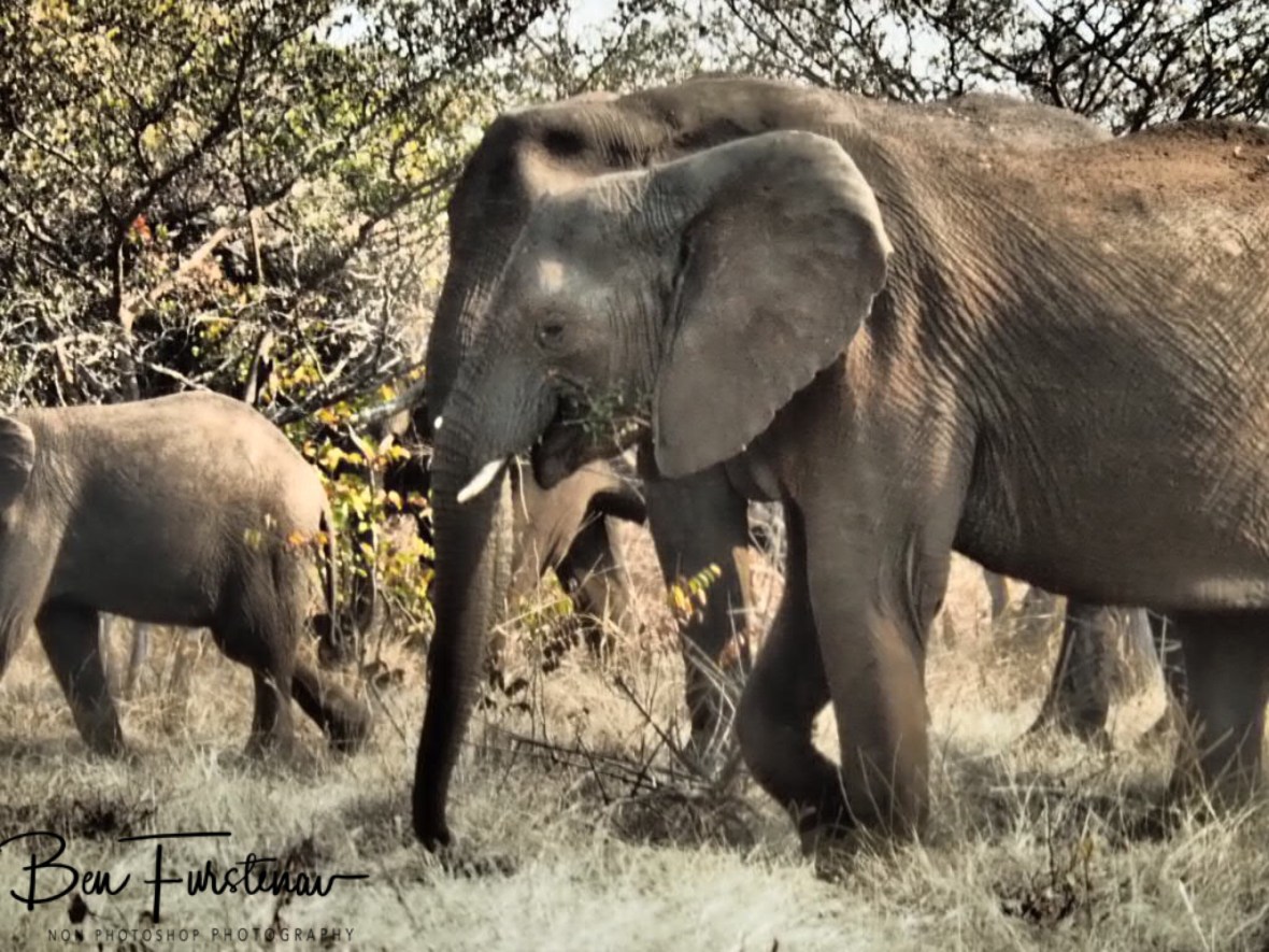 Happy munching elephants, Livingstone, Zambia 