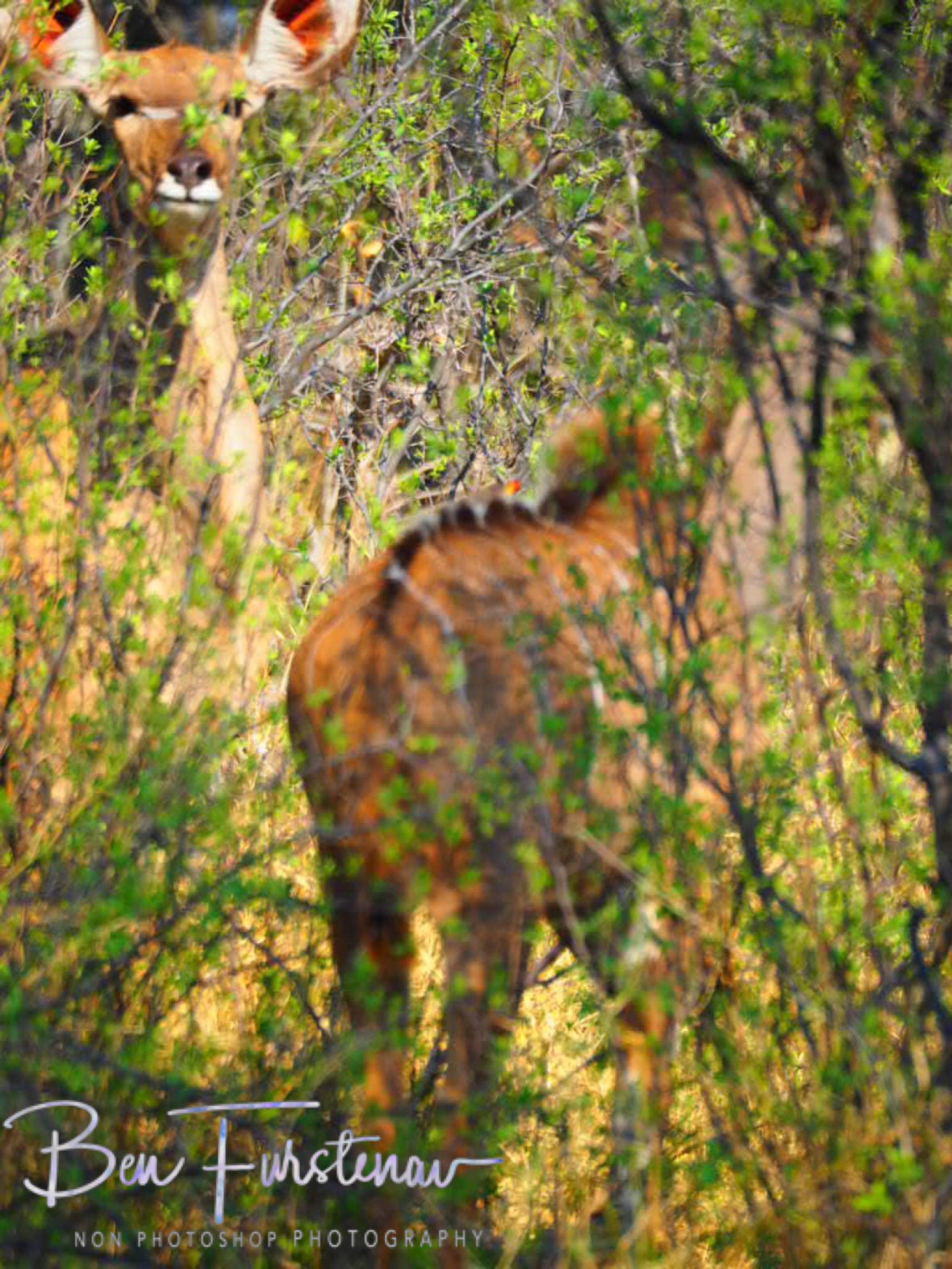 Interesting shot, body of one, head of another, Moremi National Park, Okavango Delta, Botswana 