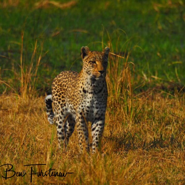 Stop and watch, Moremi National Park, Botswana