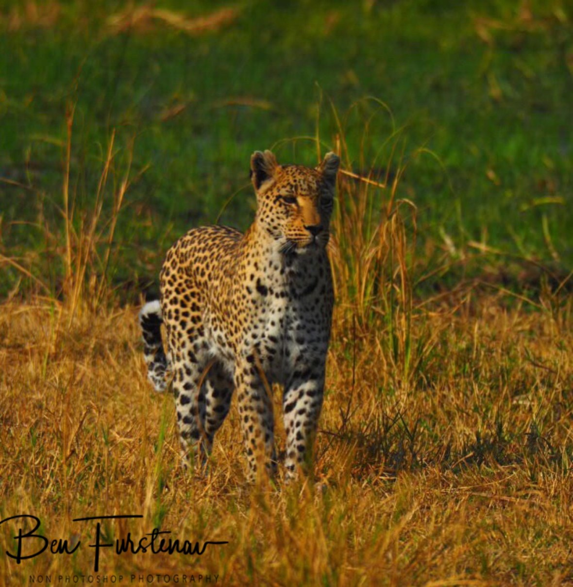 Stop and watch, Moremi National Park, Botswana 