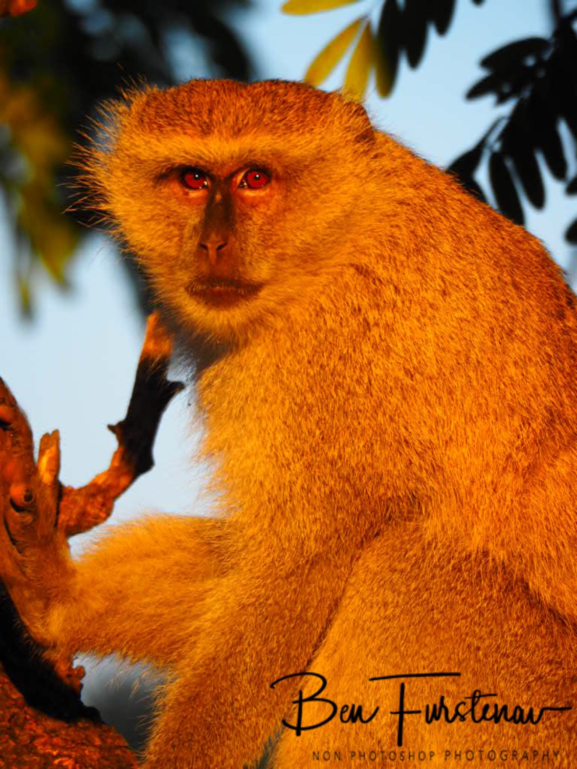‘Meercat’ in the sun at Blue Lagoon National Park, Zambia 