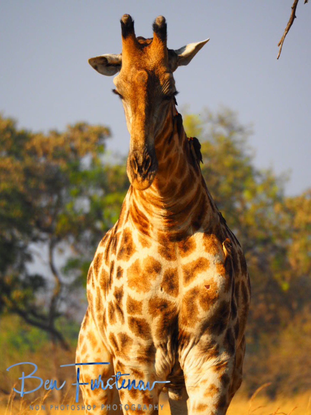 Moving towards me, Moremi National Park, Botswana 