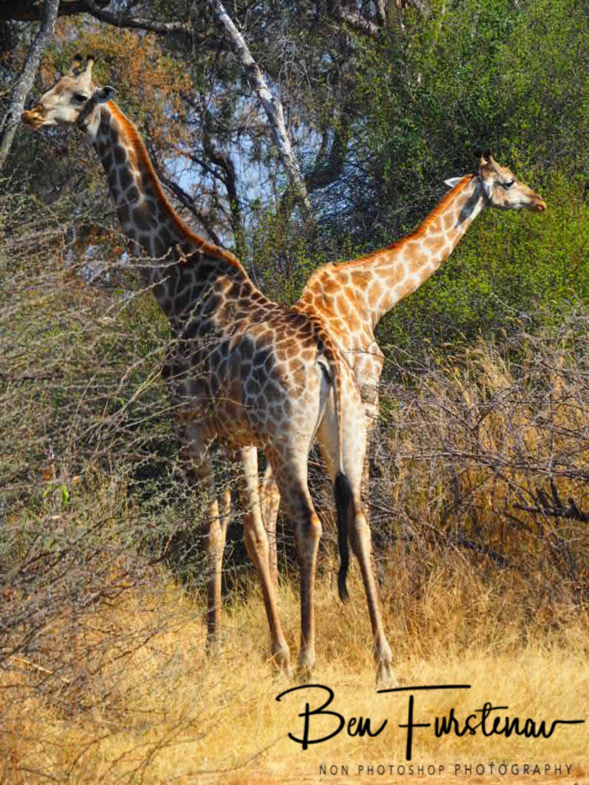 This herd was a bit more timid, Moremi National Park, Botswana 
