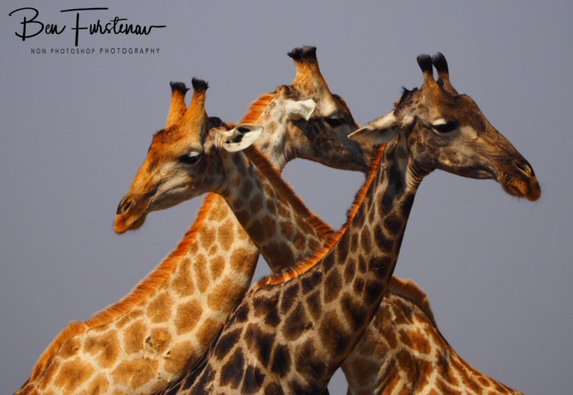 Walk like an Egyptian, Moremi National Park, Botswana 