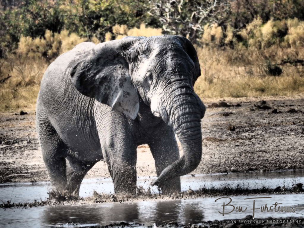I called this one dopy smurf, Moremi National Park, Okavango Delta, Botswana 