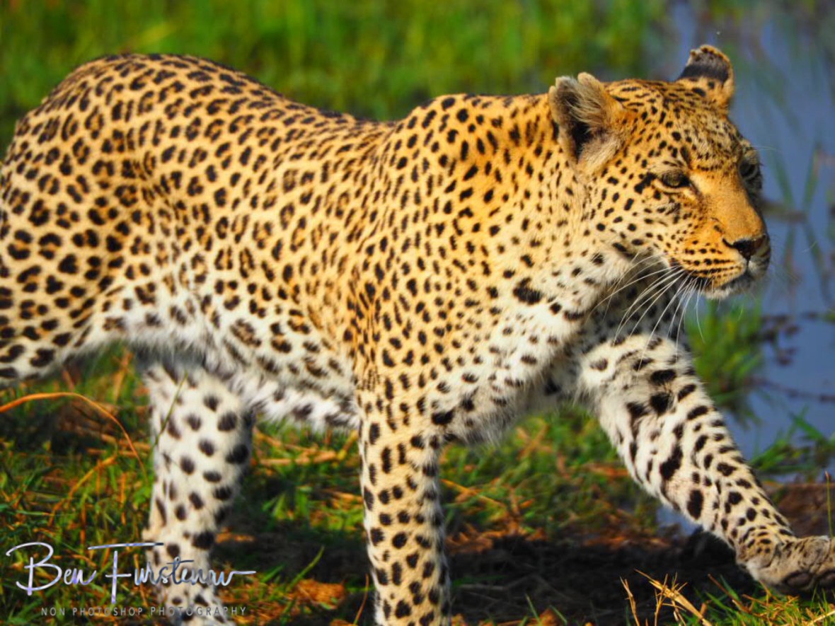 Graceful, Moremi National Park, Botswana 