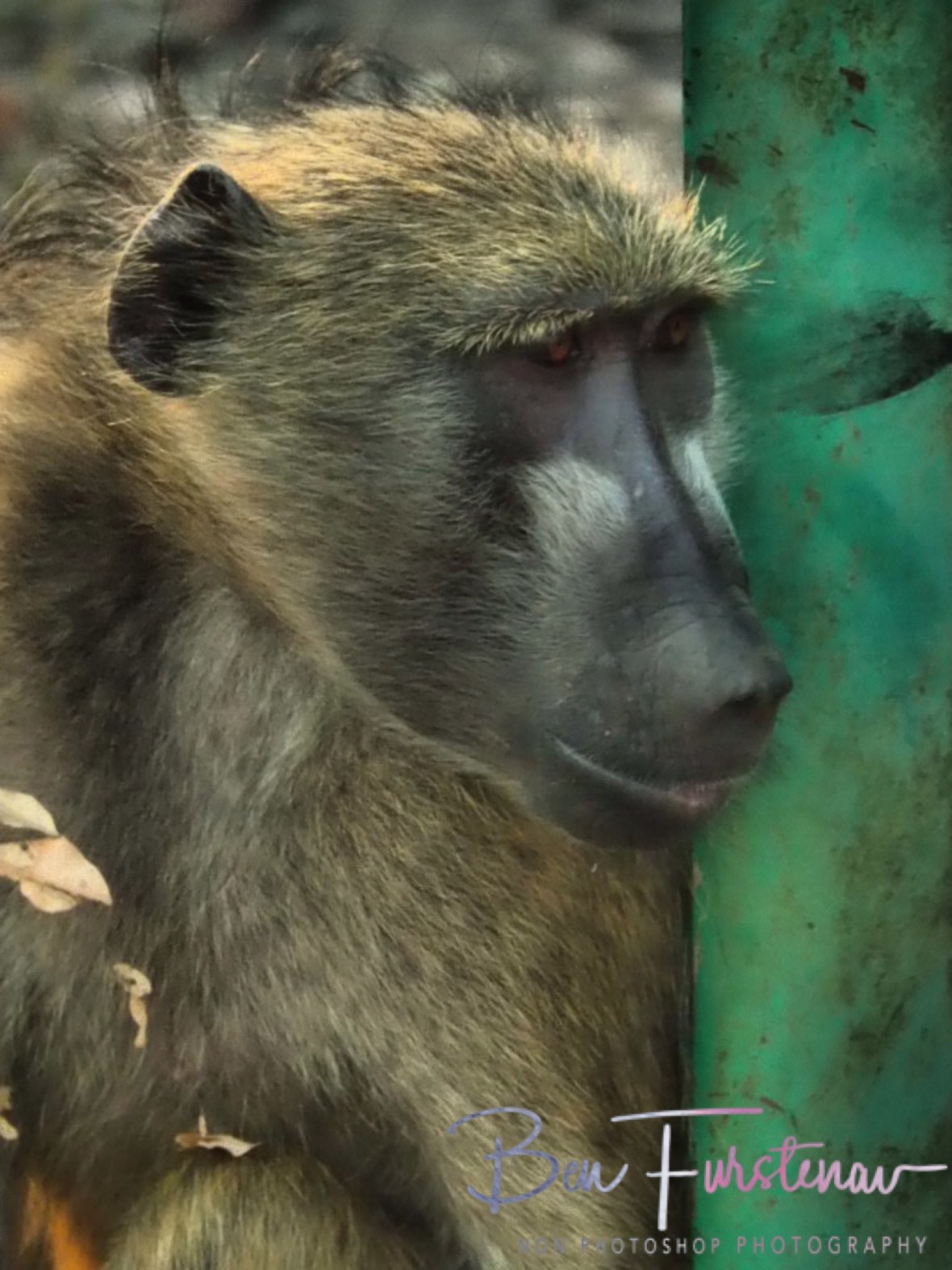 Is there some monkey business going on? Yes there was, Livingstone, Zambia 