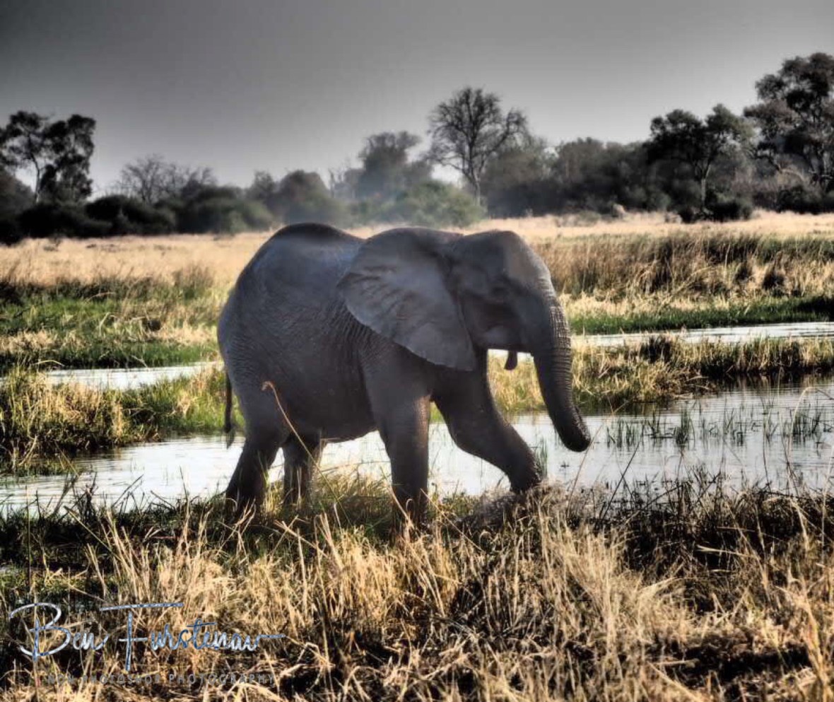 Slightly scared, Moremi National Park, Botswana
