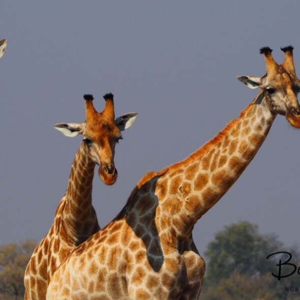 Giraffe three some, Moremi National Park, Okavango Delta, Botswana