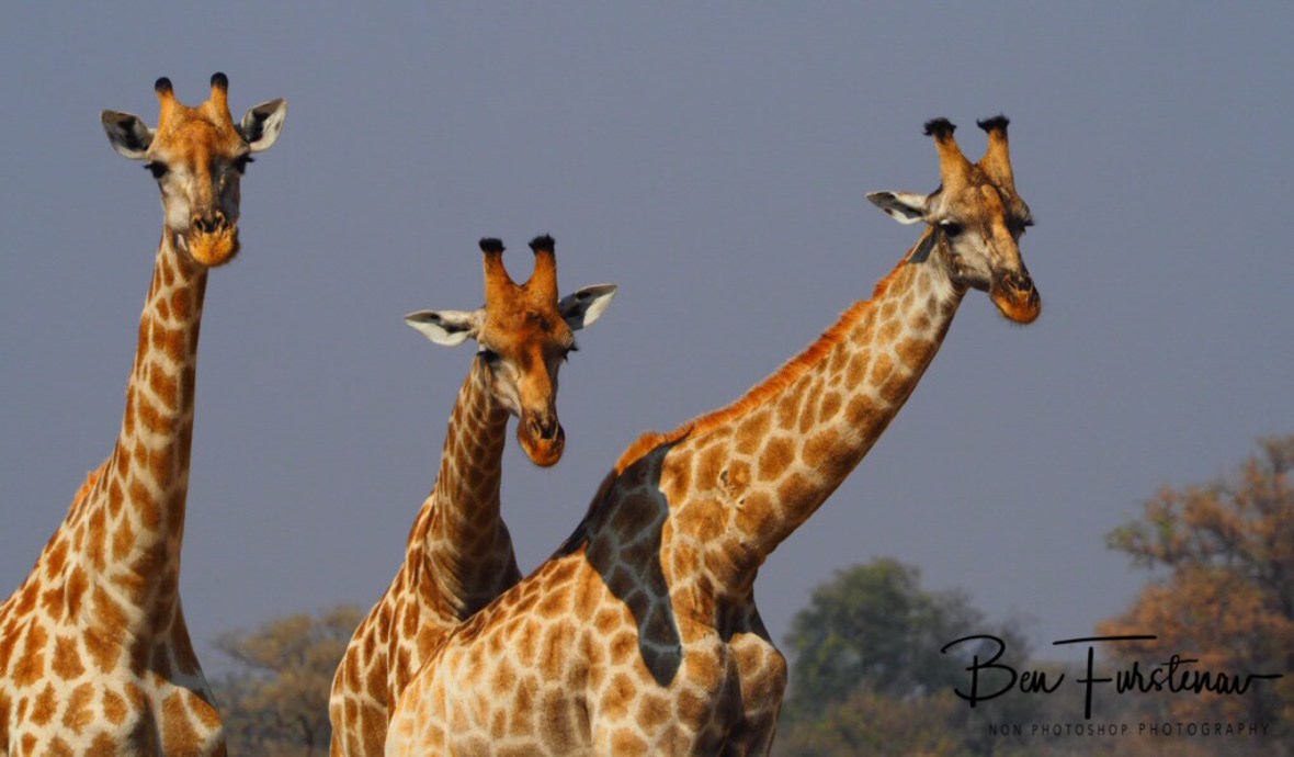 Giraffe three some, Moremi National Park, Okavango Delta, Botswana 