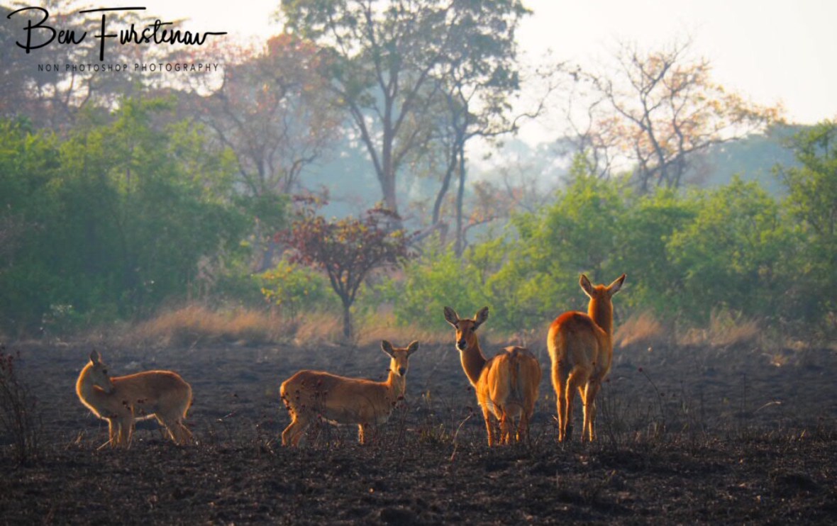 Puku on burnt land, Kafue National Park,  Zambia 