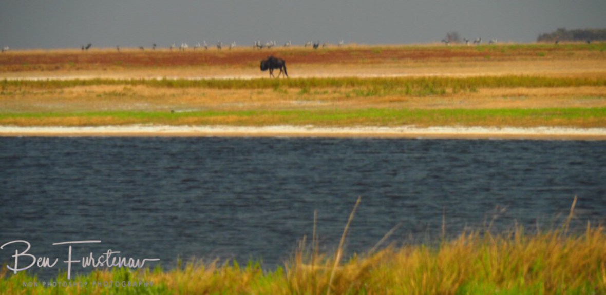 The one that missed the migration, Liuwa Plains National Park, Zambia 