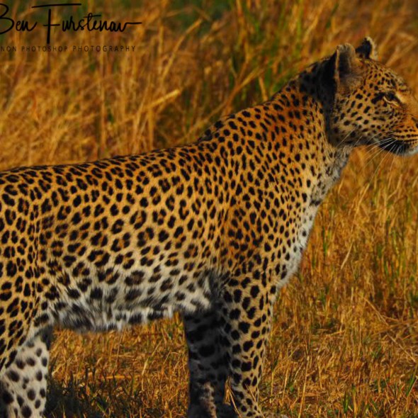 A leopard surprised me whilst having coffee, Kwai Region, Okavango Delta, Botswana