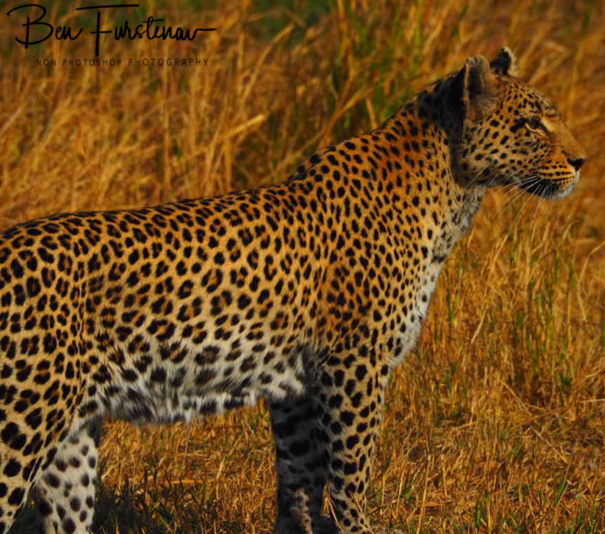 A leopard surprised me whilst having coffee, Kwai Region, Okavango Delta, Botswana