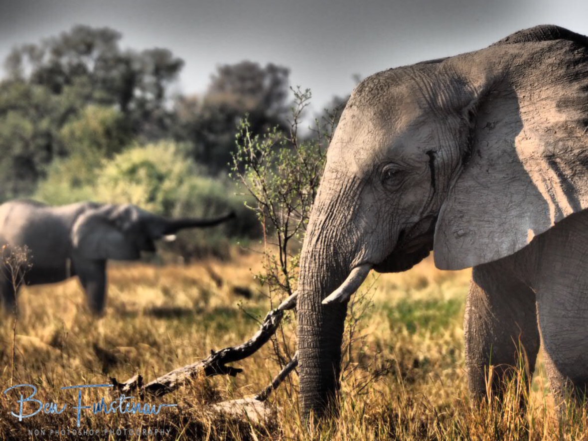 Leaking a glance, Moremi National Park, Botswana