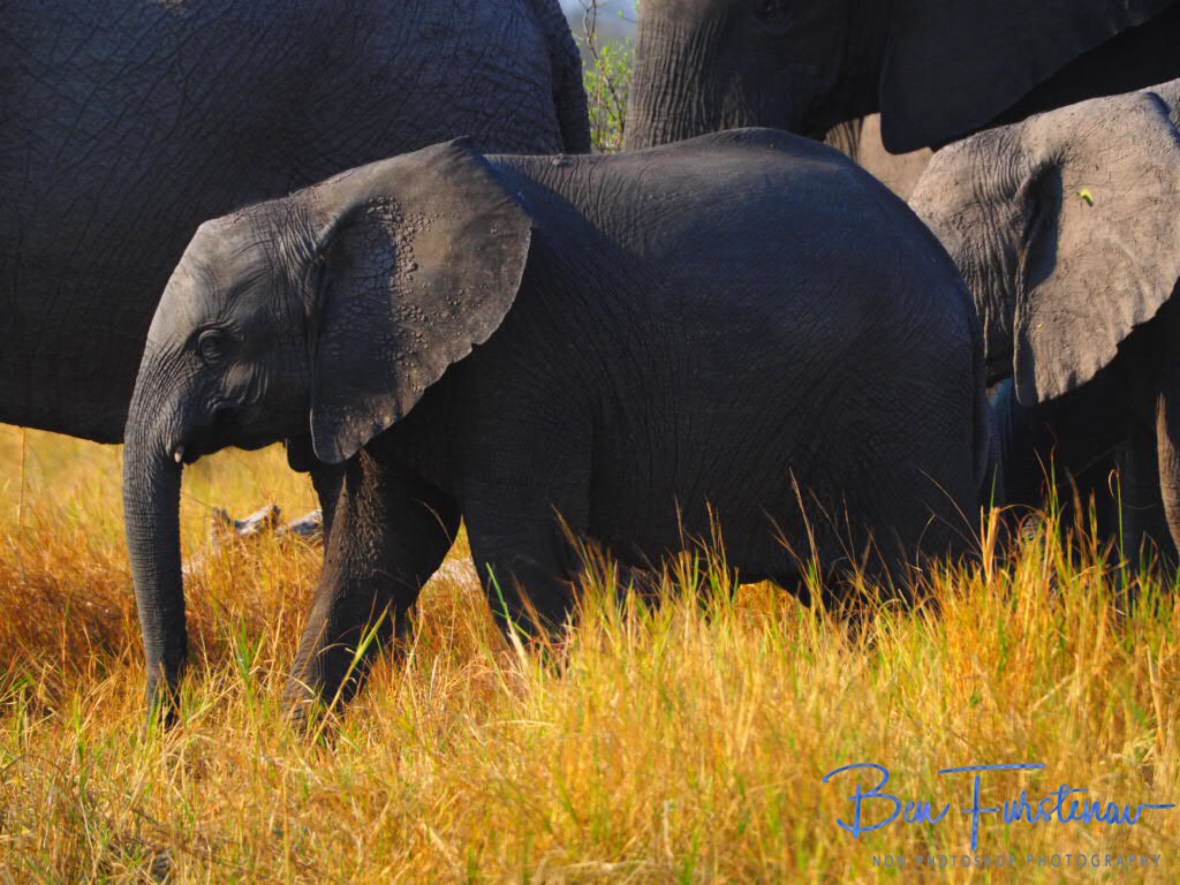 Youngsters tip to toe, Moremi National Park, Botswana