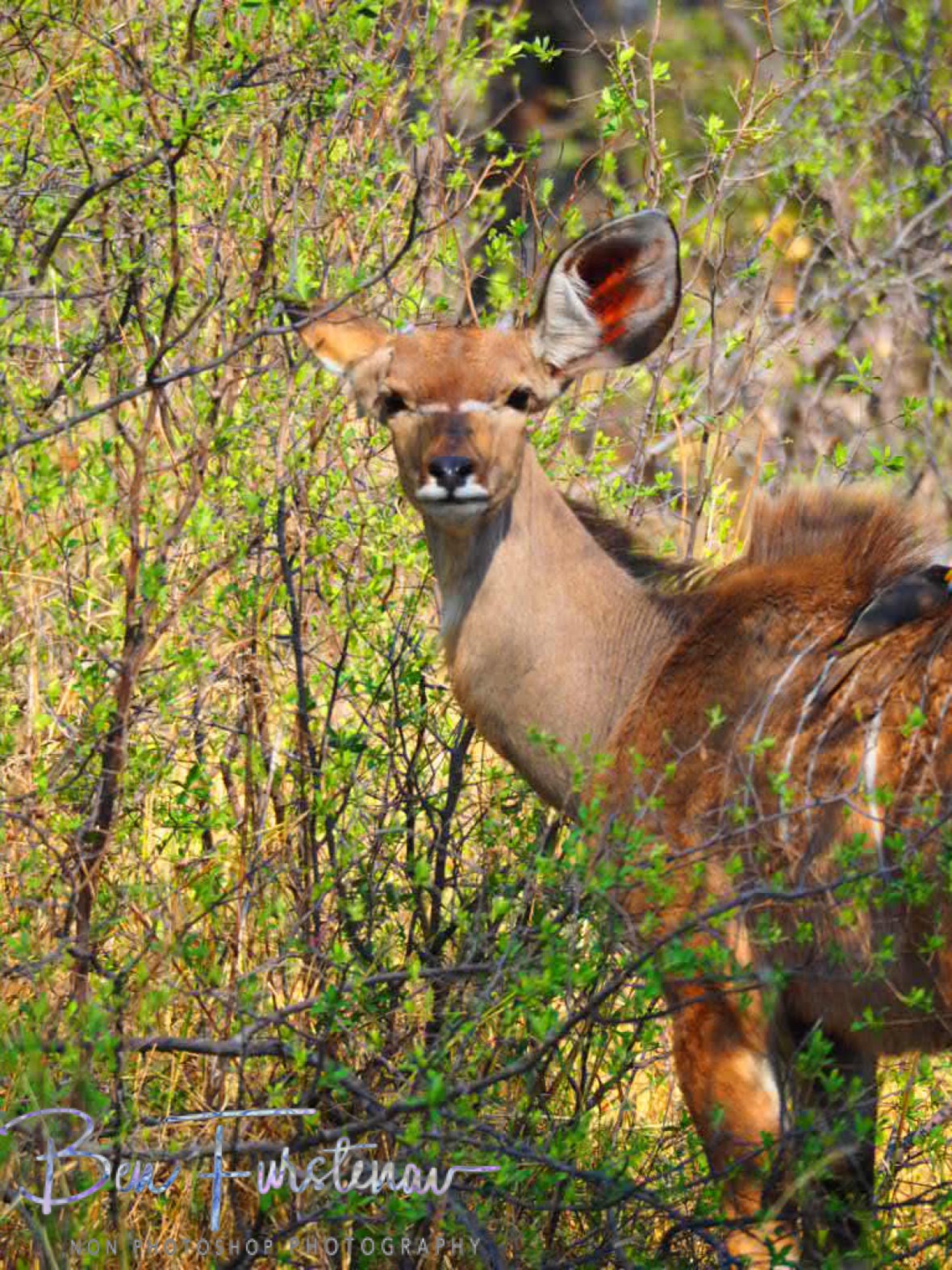 Just another look, Moremi National Park, Okavango Delta, Botswana 