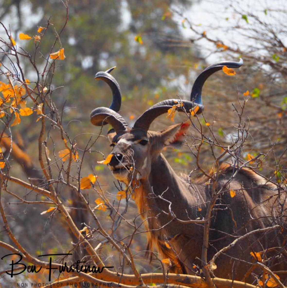 Kudu nipping carefully on bushes, Moremi National Park, Okavango Delta, Botswana 