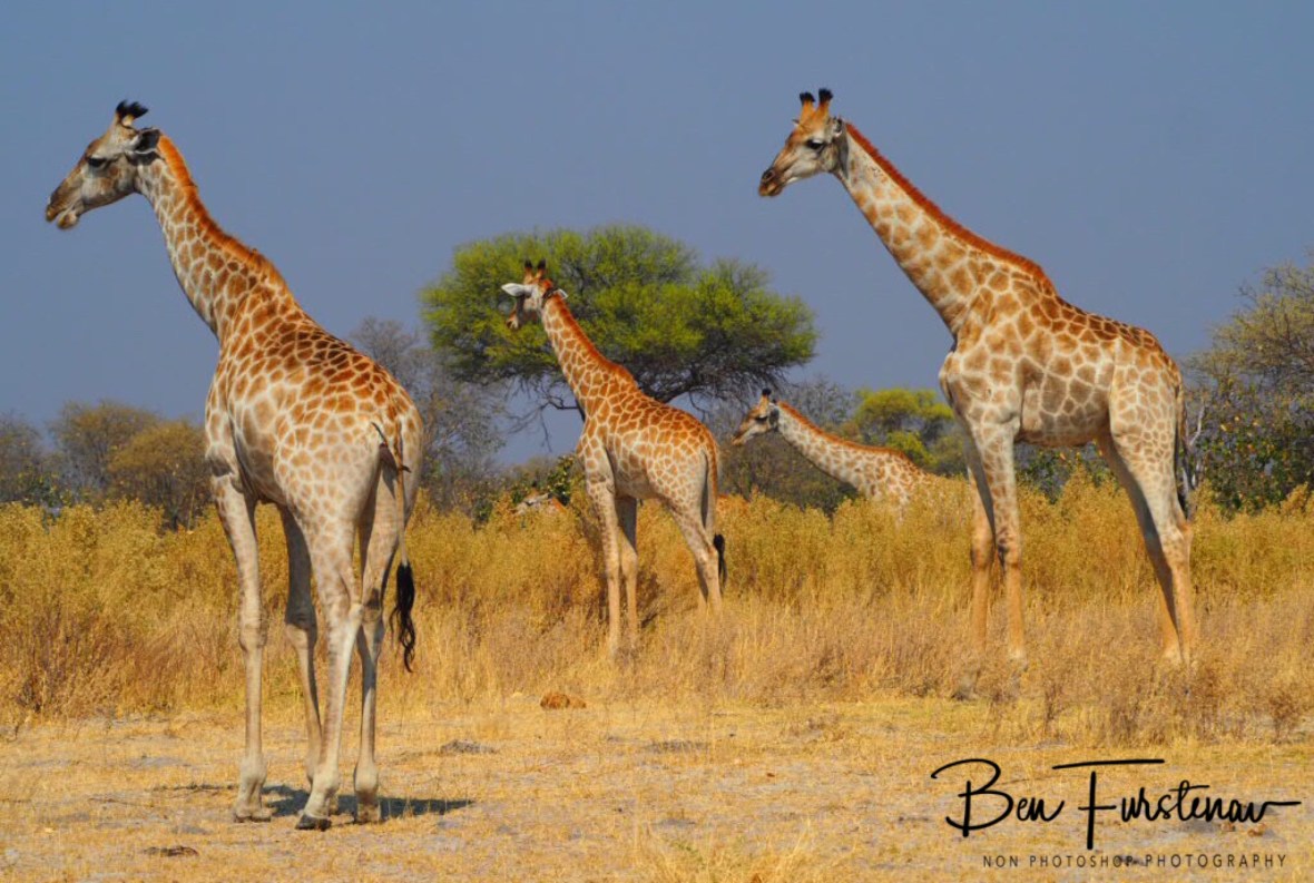 Safe regathering, Moremi National Park, Botswana 