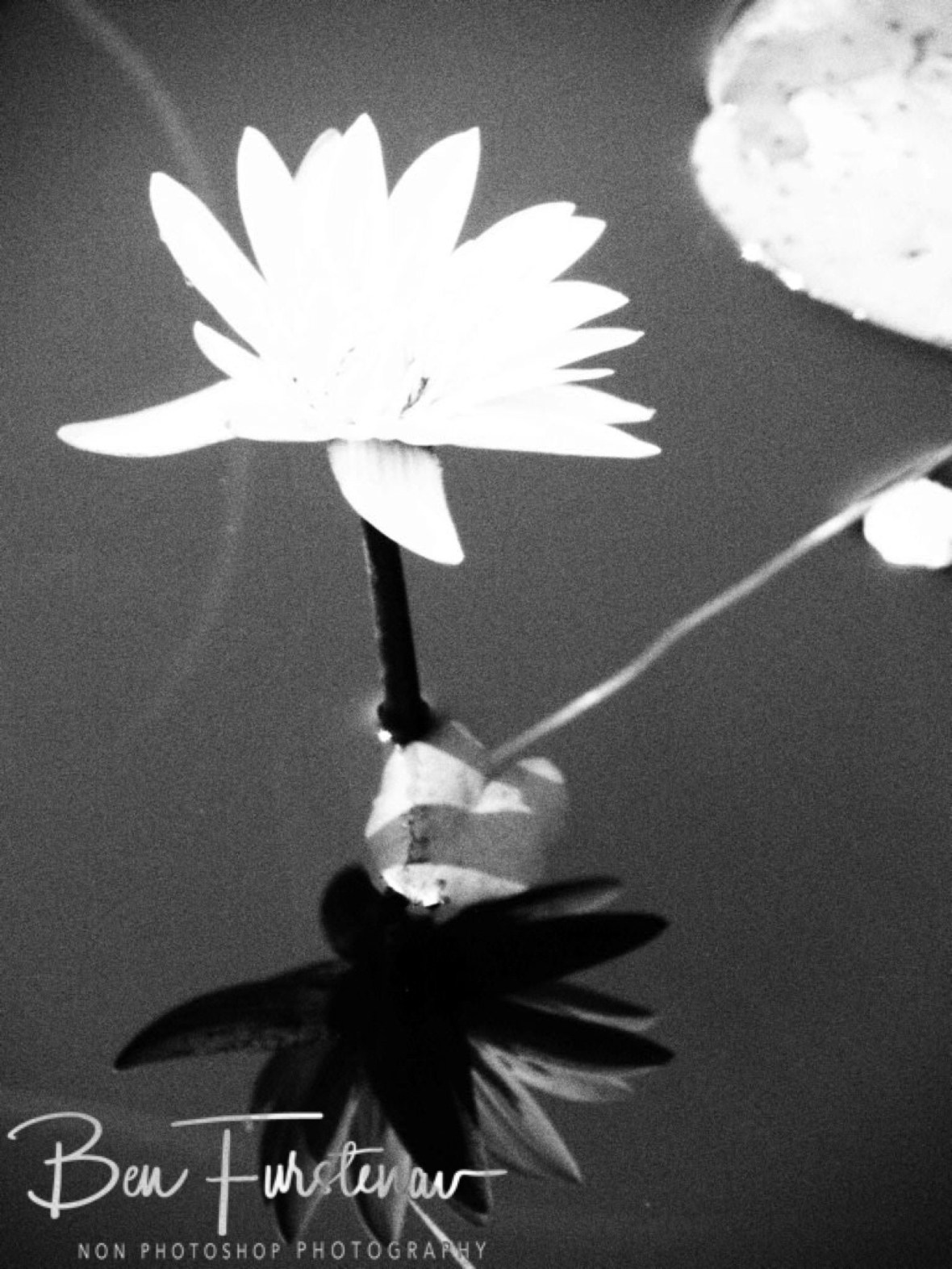 Water Lilly in black and white, Liuwa Plains National Park, Zambia 