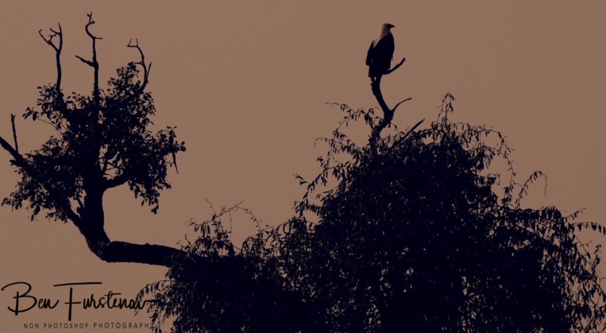 Fish eagle with clear view, Kafue National Park, Zambia 