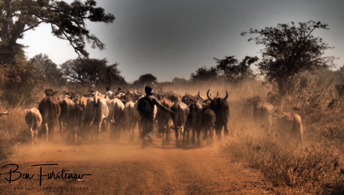 First traffic jam near Blue Lagoon National Park, Zambia
