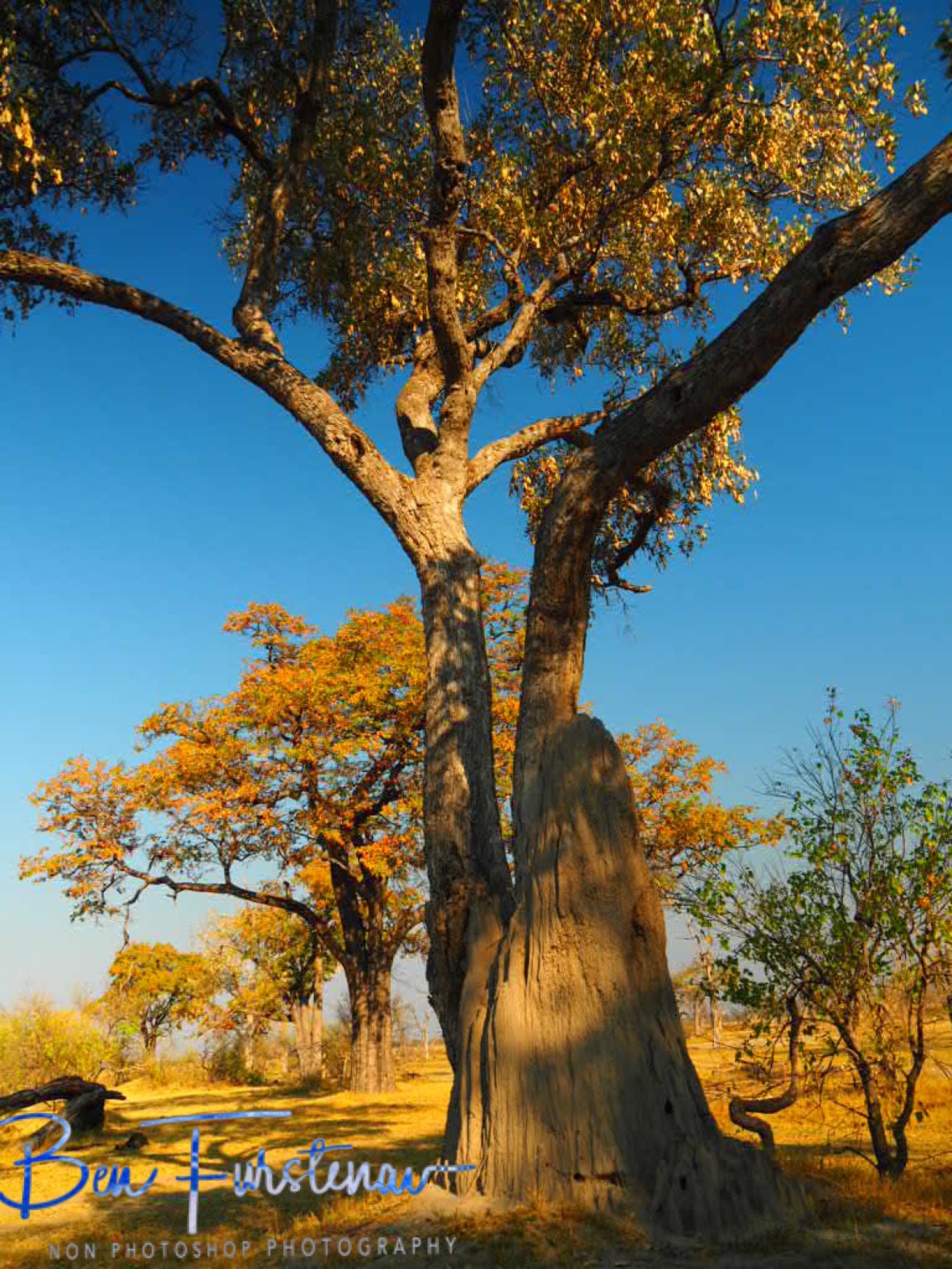 Paradise wonderland, Moremi National Park, Okavango Delta, Botswana 
