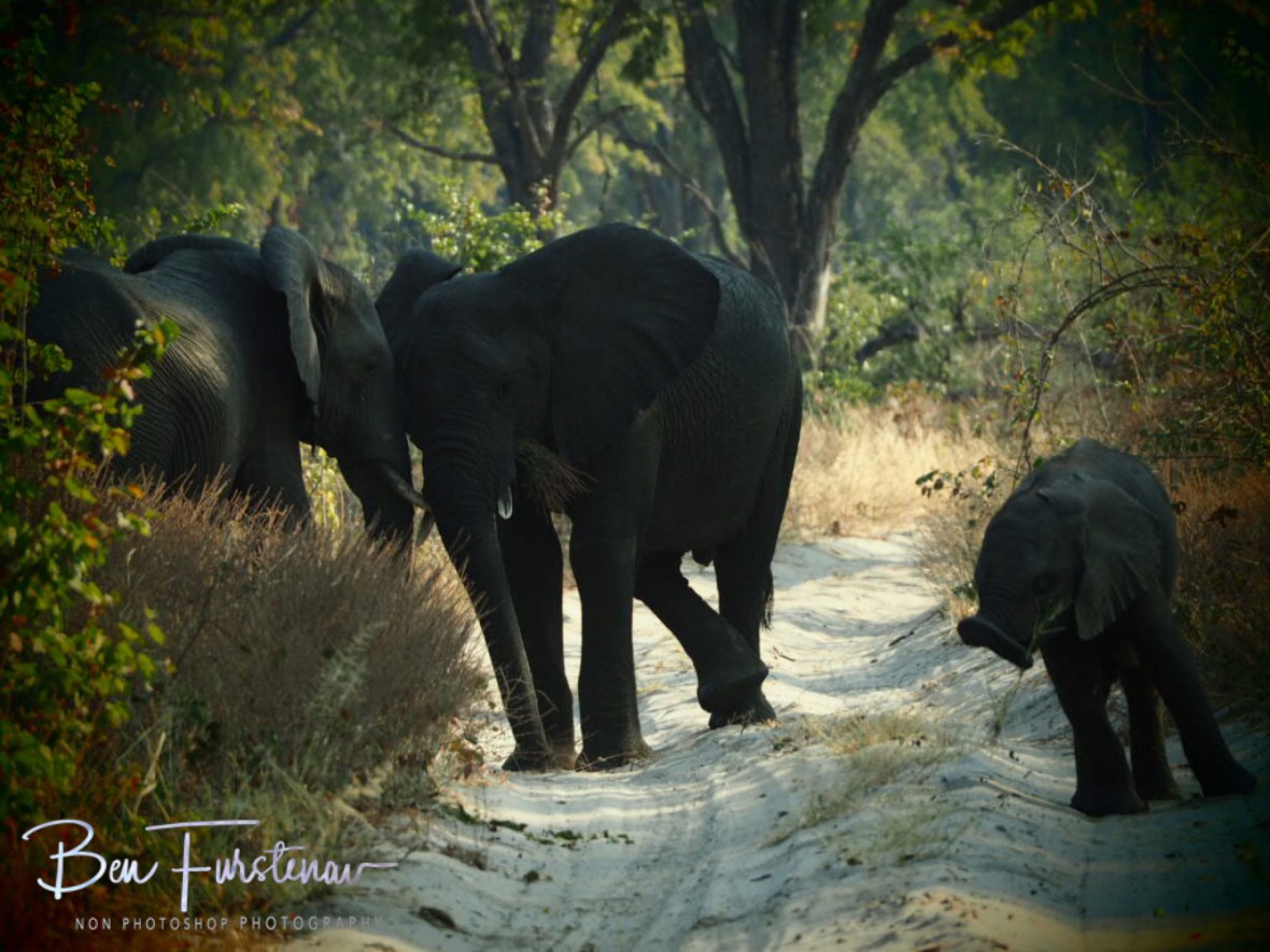Elephant cuddlxs, Chobe National Park, Okavango Delta, Botswana 