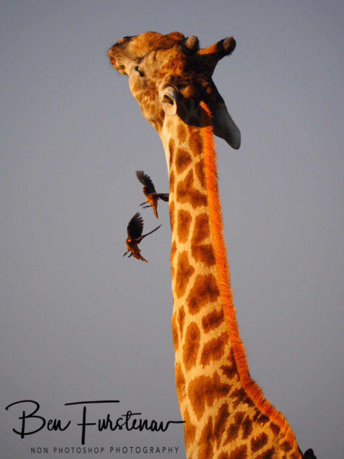 Artistic flight manoeuvres, Moremi National Park, Botswana 