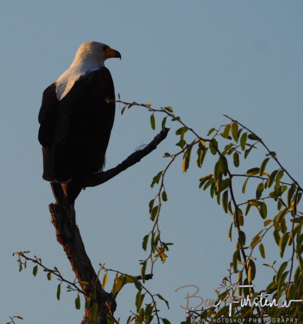 King of the skies, Kafue National Park, Zambia 