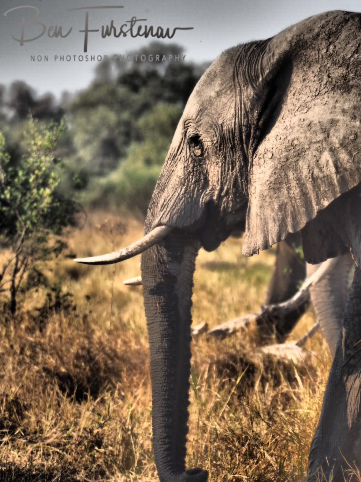 Grazing elephants, Moremi National Park, Botswana 
