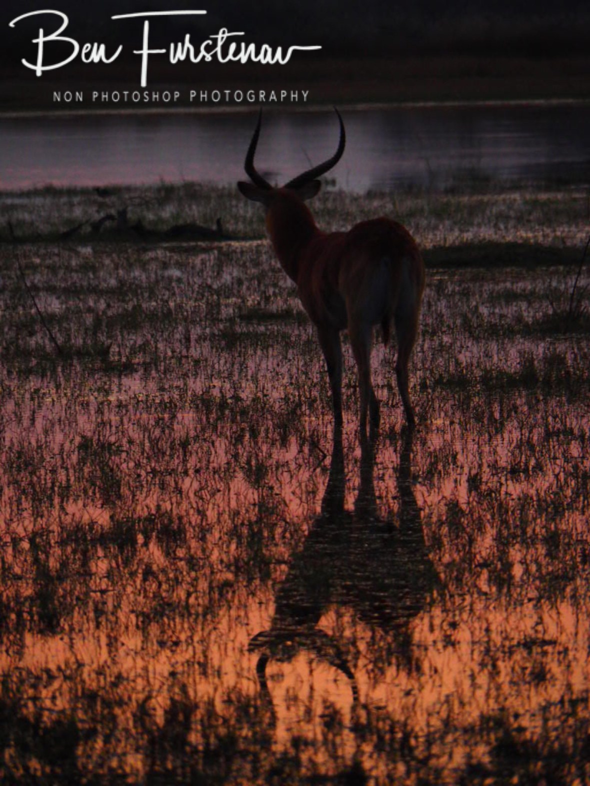 Lechwe Antilope reflections, Moremi National Park, Okavango Delta, Botswana 