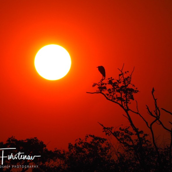 Staring at the sun, Kafue National Park, Zambia