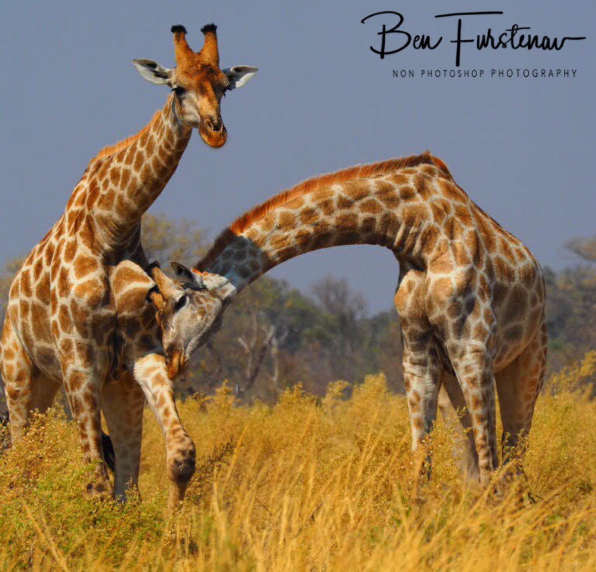 Boys will be boys, Moremi National Park, Botswana 