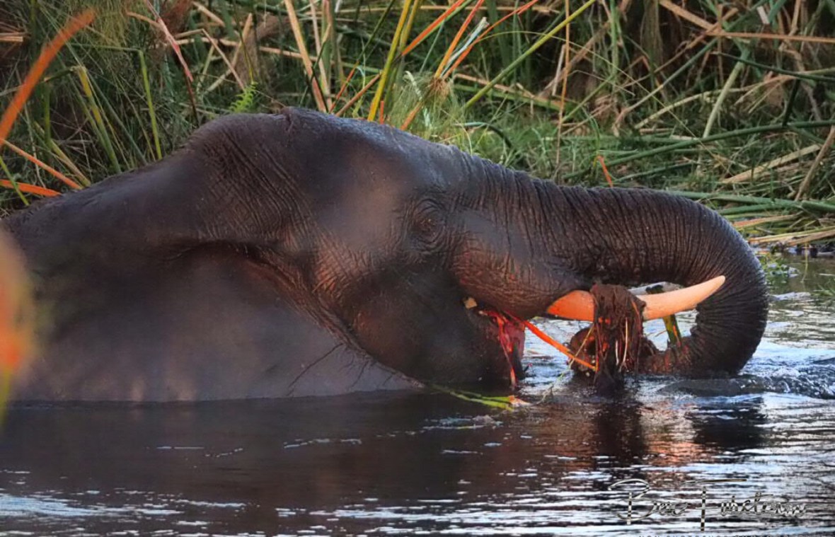Too cute to watch, Moremi National Park, Okavango Delta, Botswana 